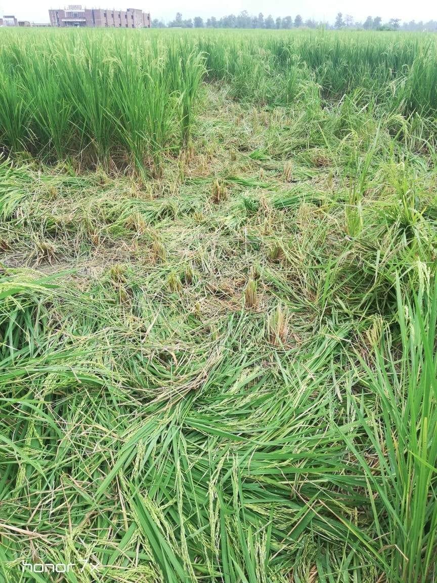 Wild elephant tramples seven bigha crop in Khadri region