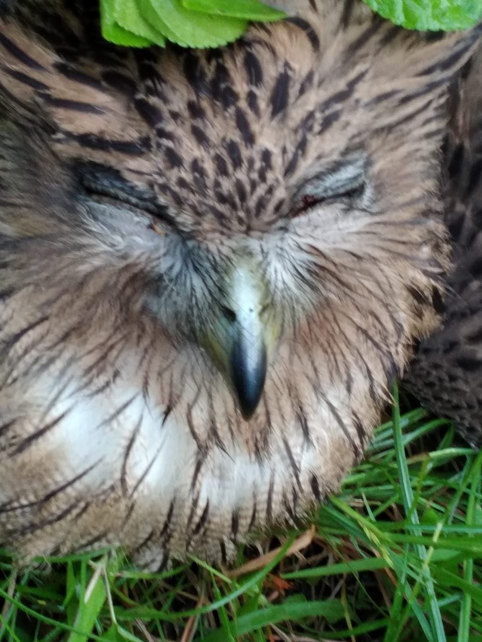 owl stopped the electricity supply