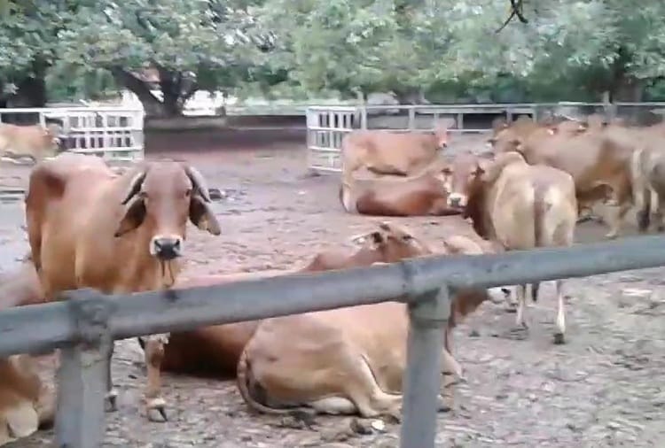 NDRI animals death in karnal