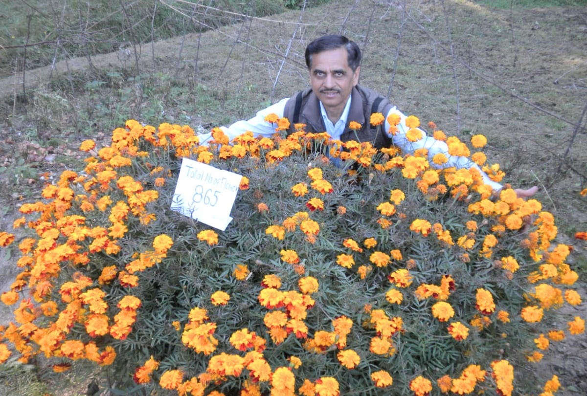 Himachal scientist has grown 865 flowers of marigold on one plant