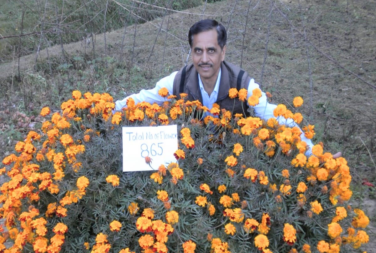 Himachal scientist has grown 865 flowers of marigold on one plant