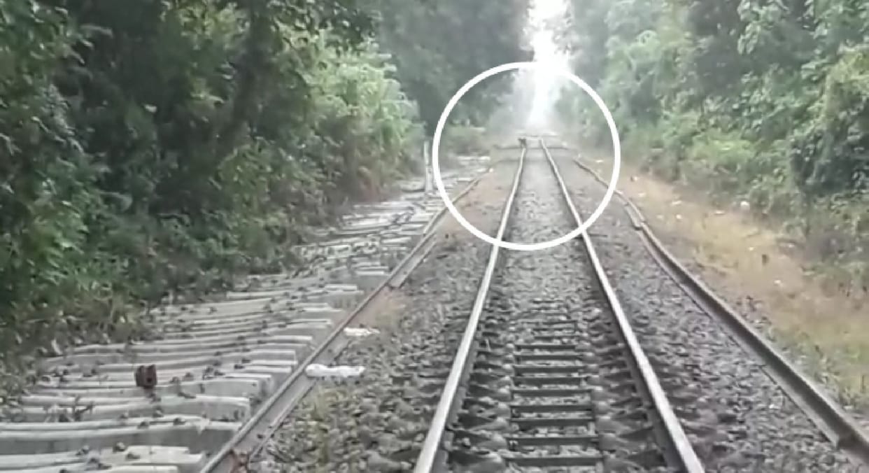 Leopard roamed for 15 minutes on railway track