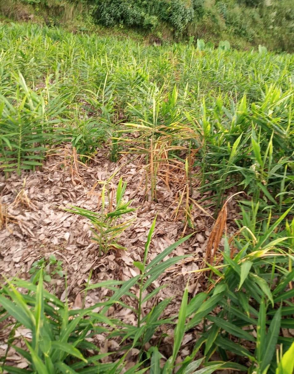 Ginger crop hit by rotting disease