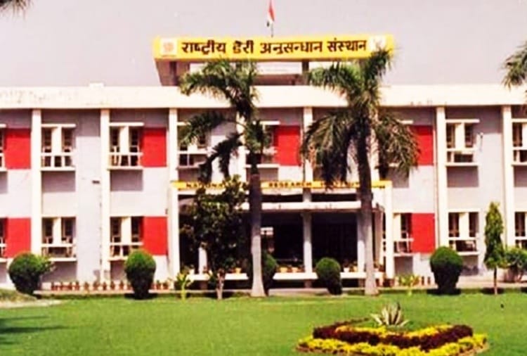 cows and buffaloes died at national dairy research institute karnal