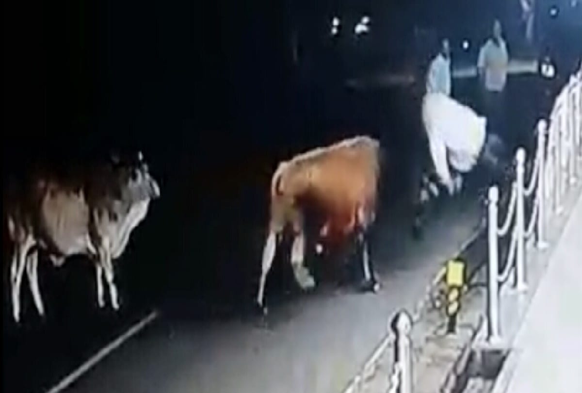 The bull picks up the former pradham and hits him on the road in hamirpur