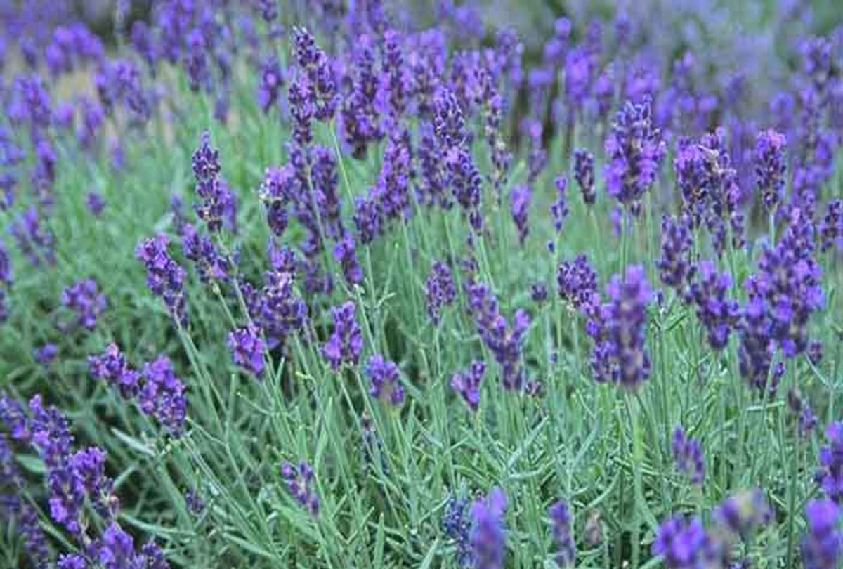 leh ladakh farmers do to cropping of flowers, farming of kesar, rose and other flowers to increase