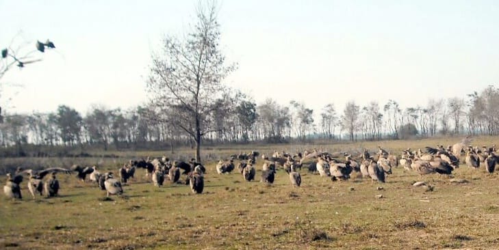 Vultures have started growing in the