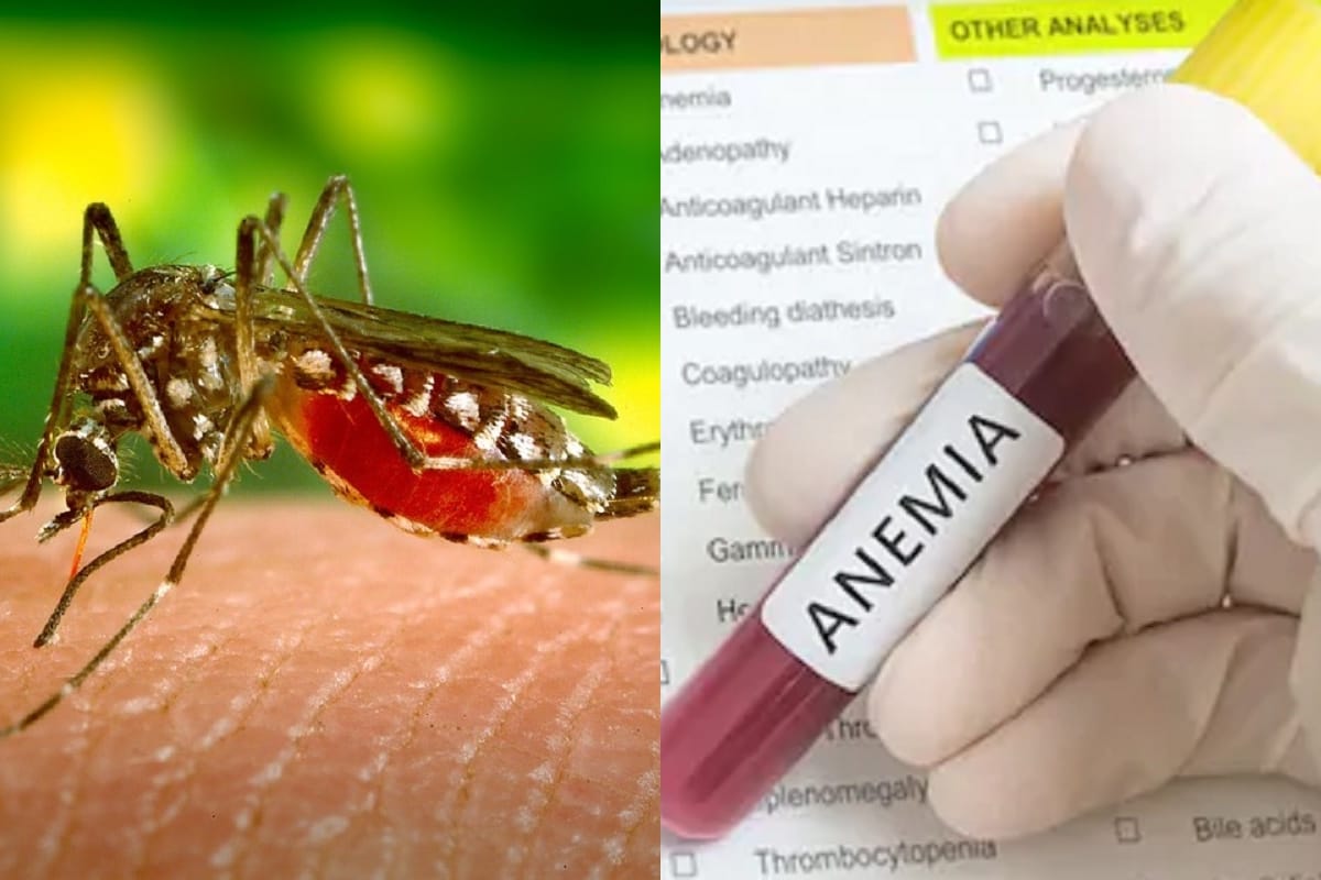 study says anemia is the main cause to contribute dengue virus