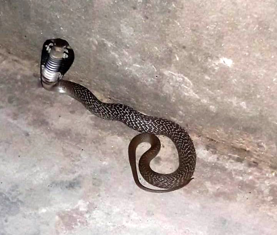 Cobra found in old Kalagarh
