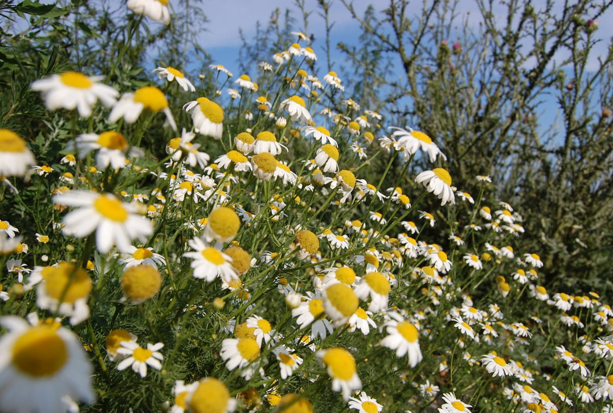 leh ladakh farmers do to cropping of flowers, farming of kesar, rose and other flowers to increase