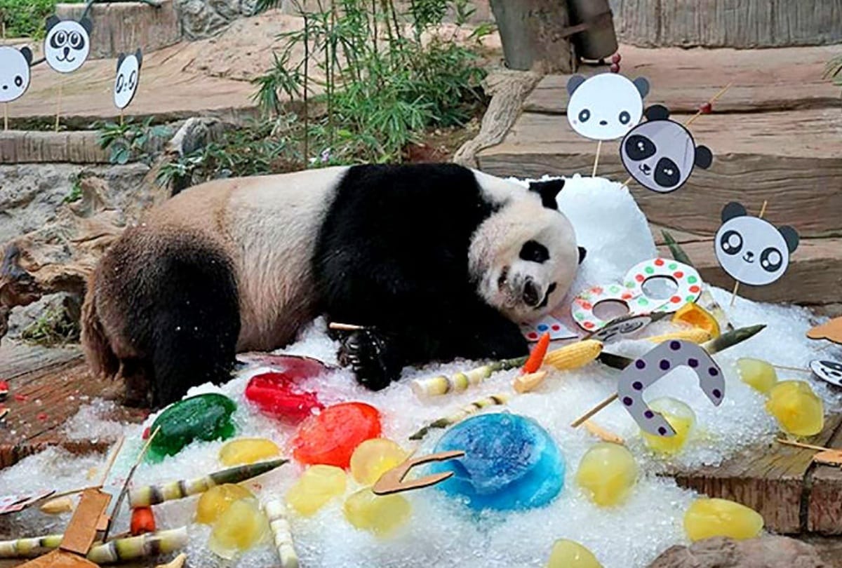 19 years old World famous panda dies