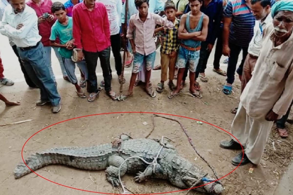 Bijnor news: Crocodile reached the residential area from the pond in Bijnor district