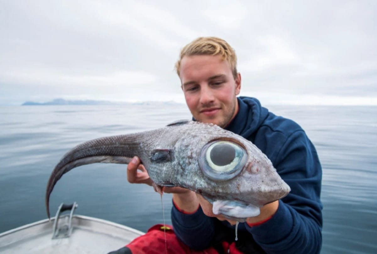 Dinosaur like fish with giant eyes found on the coast of Norway