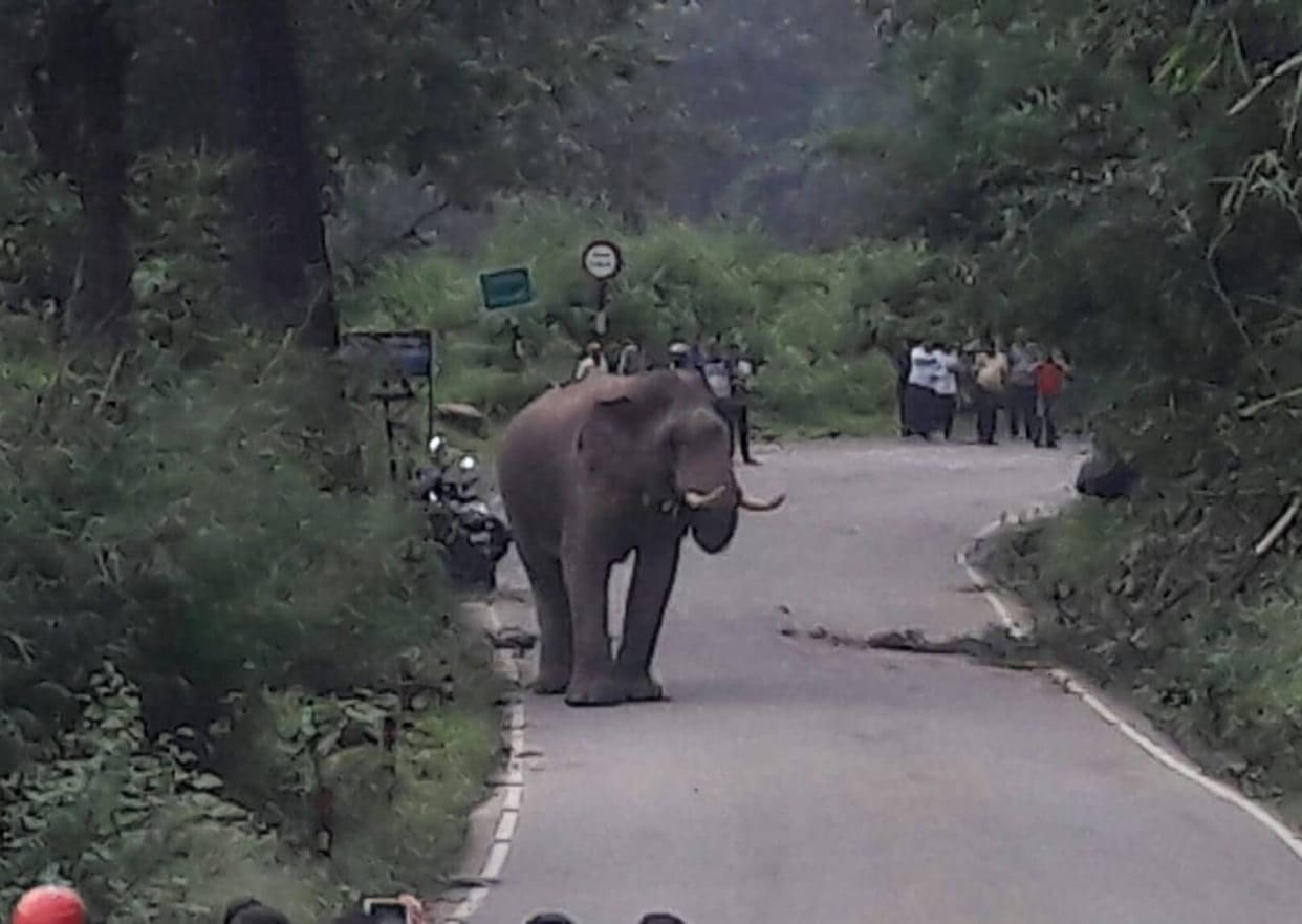 Elephant Entered Village, Killed Mother And Her Son In Chhattisgarh s Balrampur