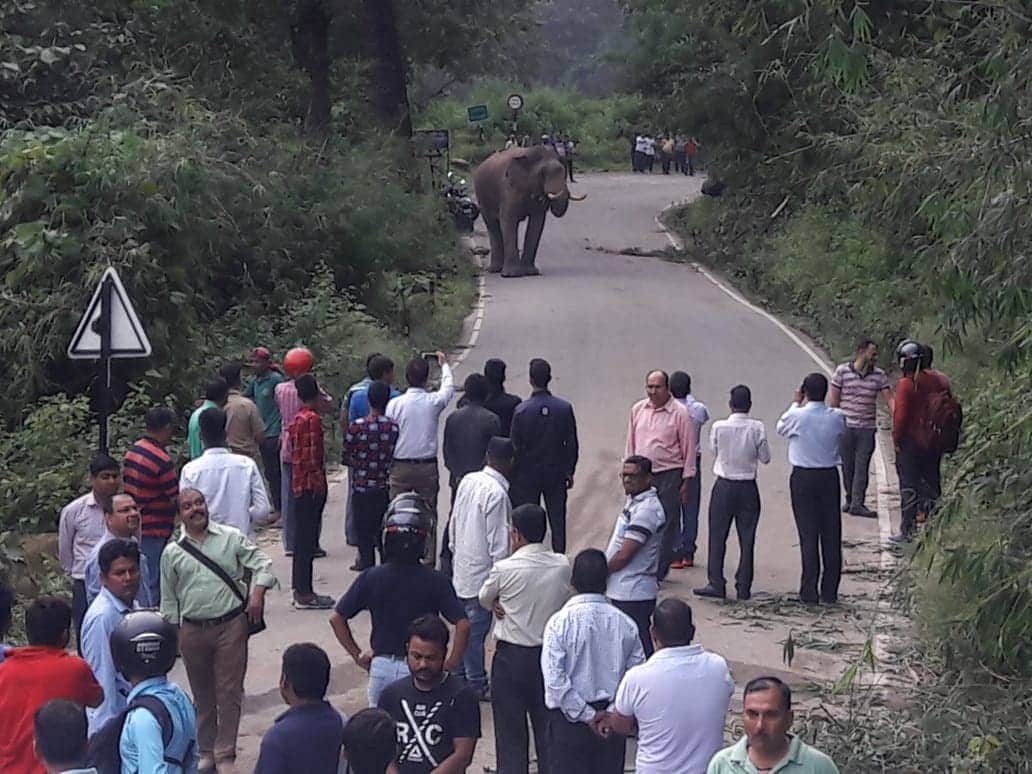 wild elephant walk on kotdwar highway