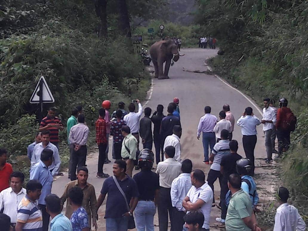 wild elephant walk on kotdwar highway