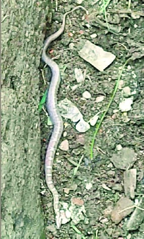 Nagar Nigam