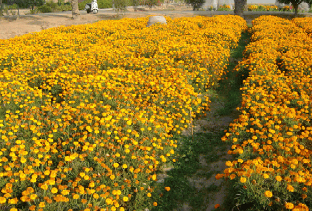 leh ladakh farmers do to cropping of flowers, farming of kesar, rose and other flowers to increase