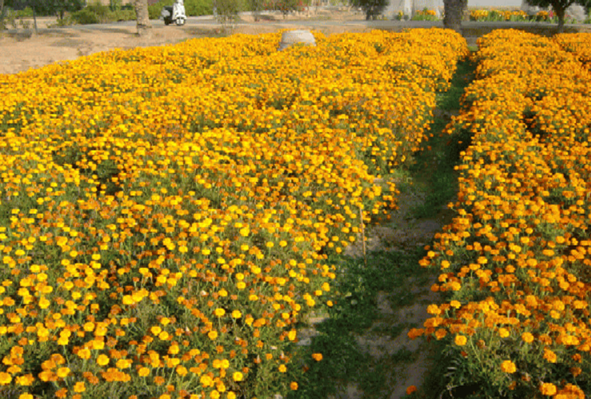 leh ladakh farmers do to cropping of flowers, farming of kesar, rose and other flowers to increase