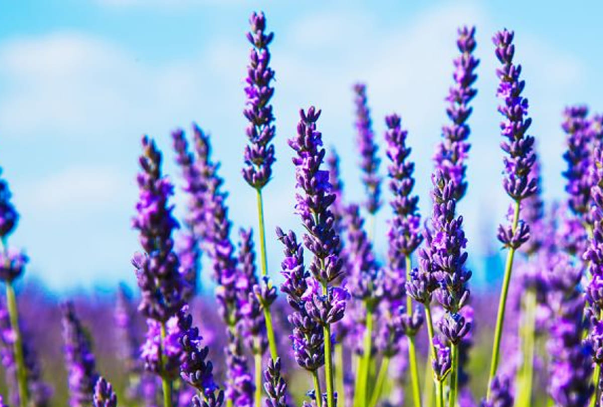 leh ladakh farmers do to cropping of flowers, farming of kesar, rose and other flowers to increase
