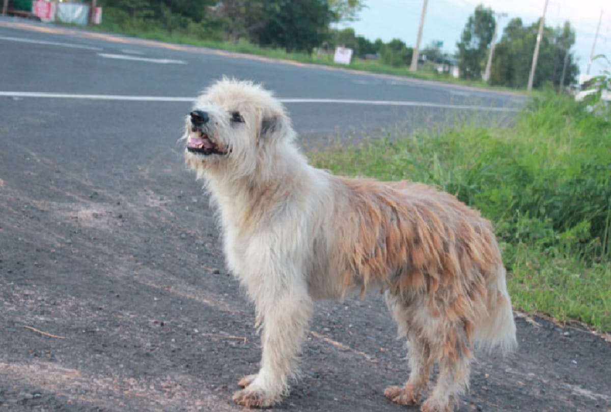 More than 70 case of dog bite came in Pathankot in Two day
