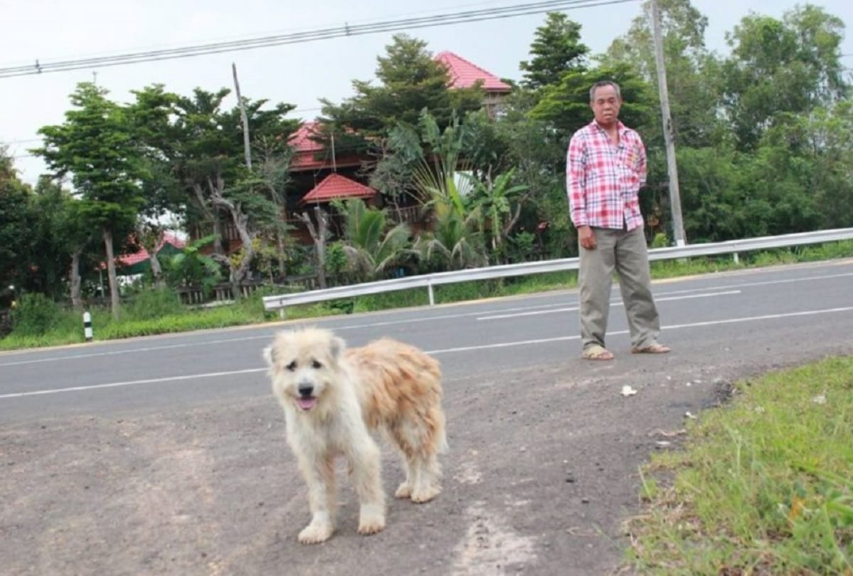 Lost dog waits for four years on road in Thailand before he is reunited with owner