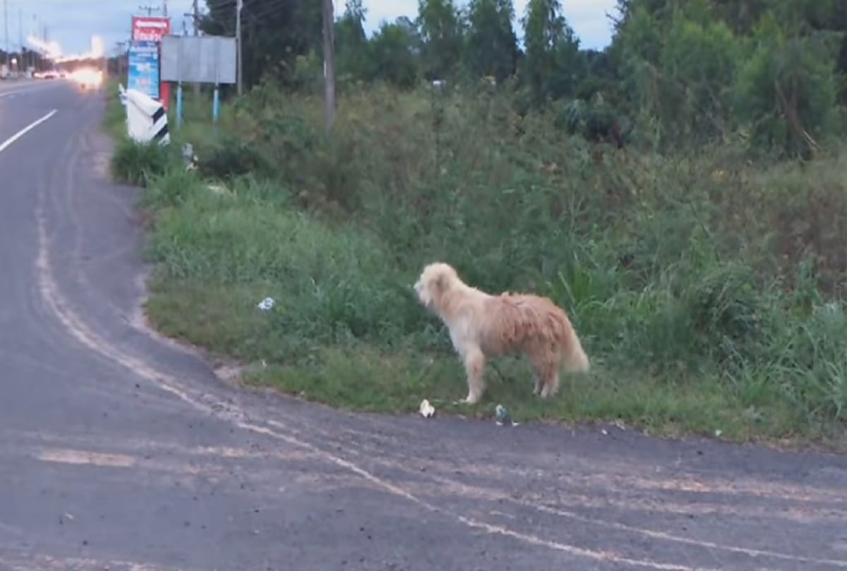 Lost dog waits for four years on road in Thailand before he is reunited with owner