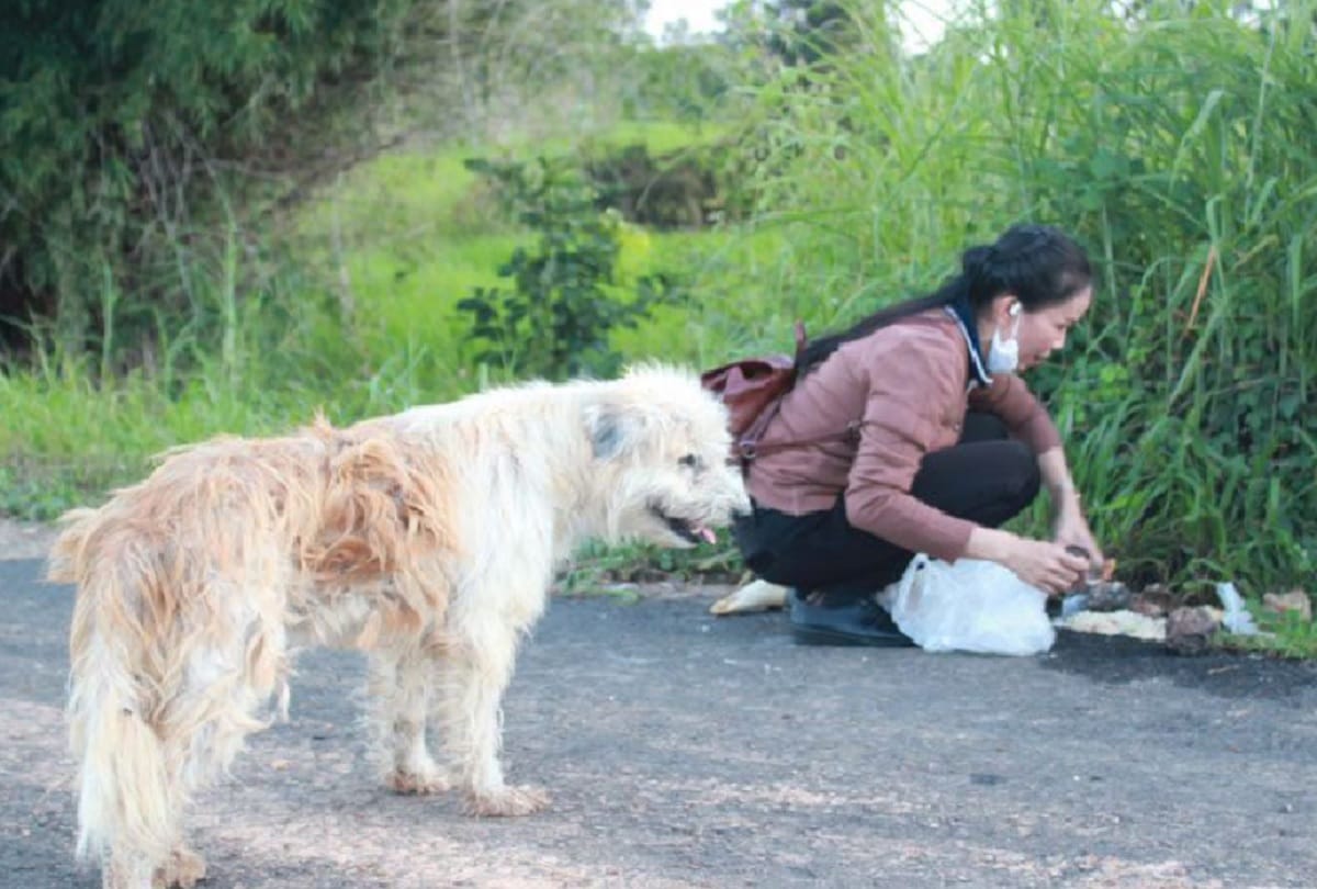 Lost dog waits for four years on road in Thailand before he is reunited with owner