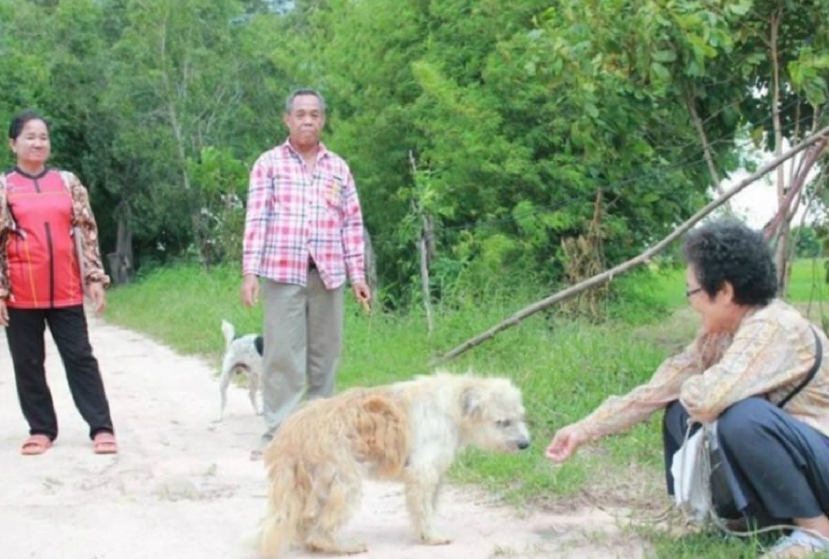 Lost dog waits for four years on road in Thailand before he is reunited with owner