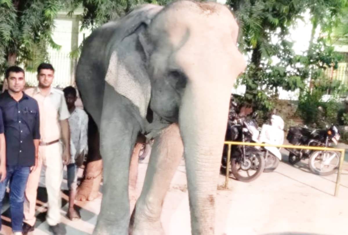 Delhi Elephant lakshmi found after two months from yamuna floodplains caretaker arrested