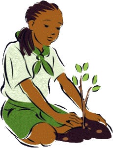 plantation