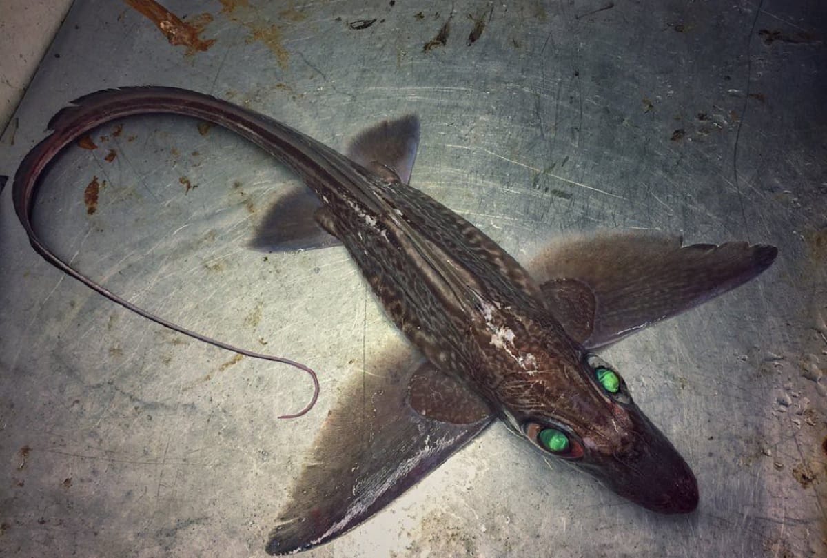Dinosaur like fish with giant eyes found on the coast of Norway