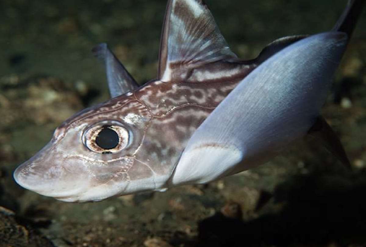Dinosaur like fish with giant eyes found on the coast of Norway