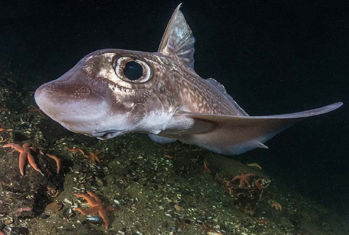 Dinosaur like fish with giant eyes found on the coast of Norway