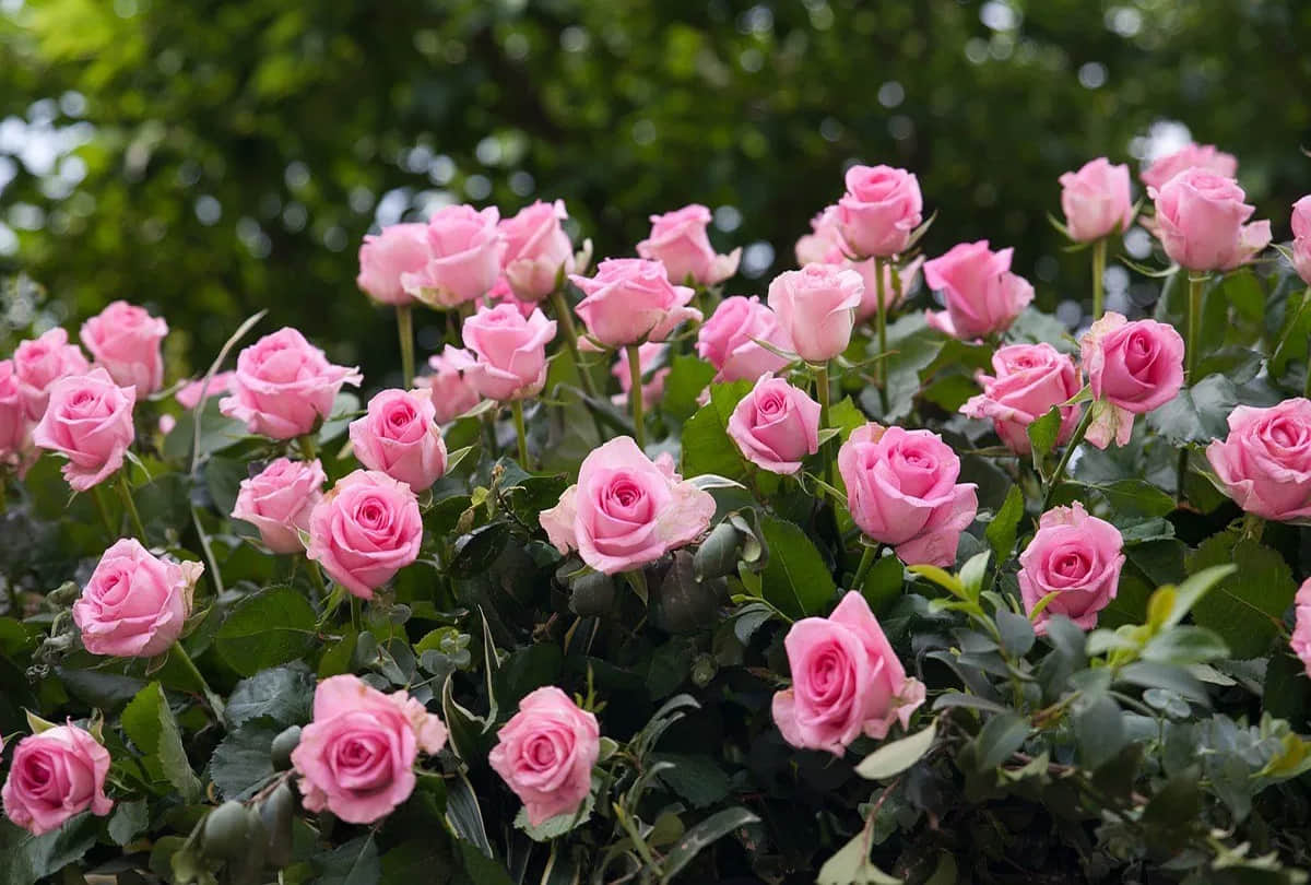 leh ladakh farmers do to cropping of flowers, farming of kesar, rose and other flowers to increase