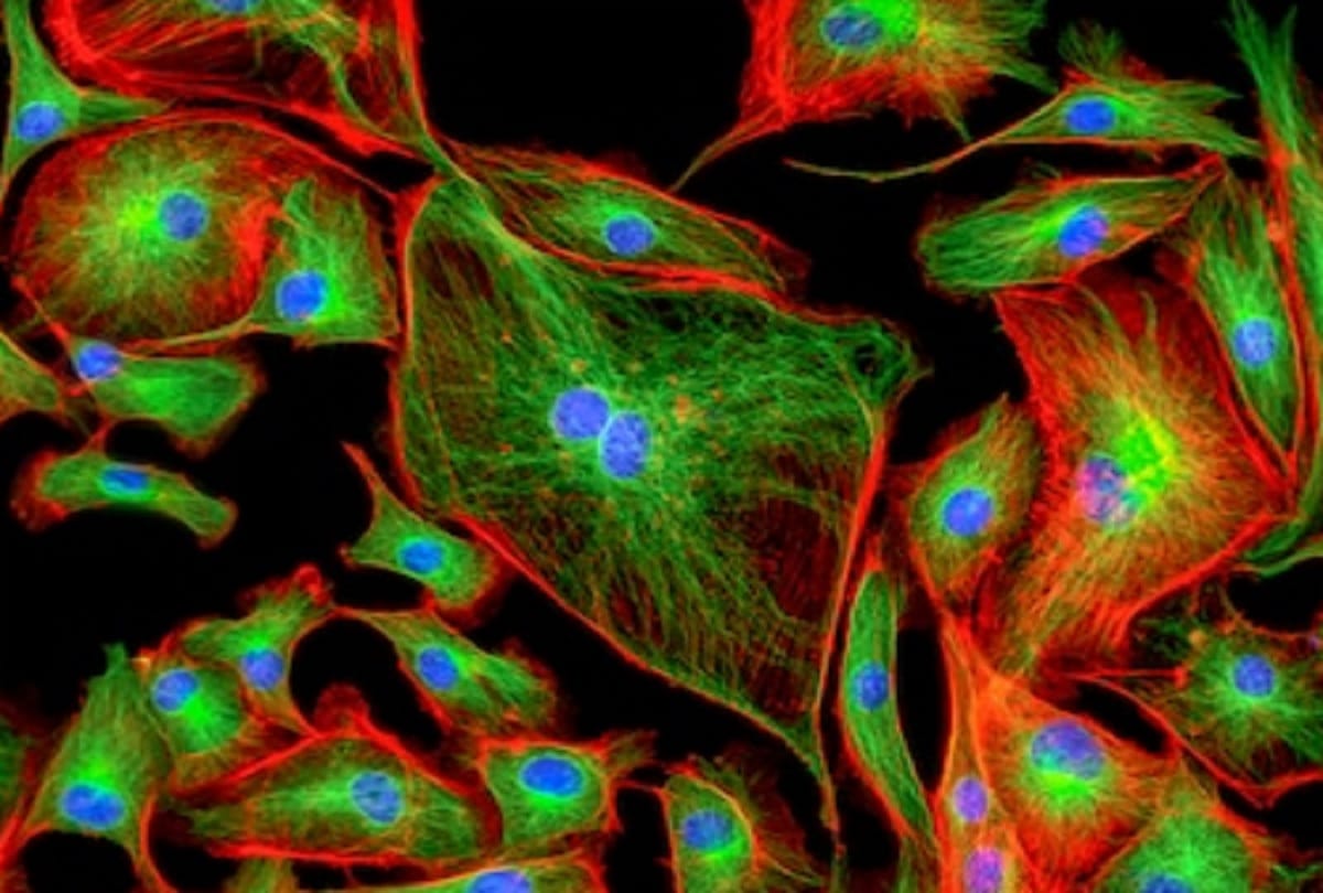 now common cold may be cure with newly identified protein