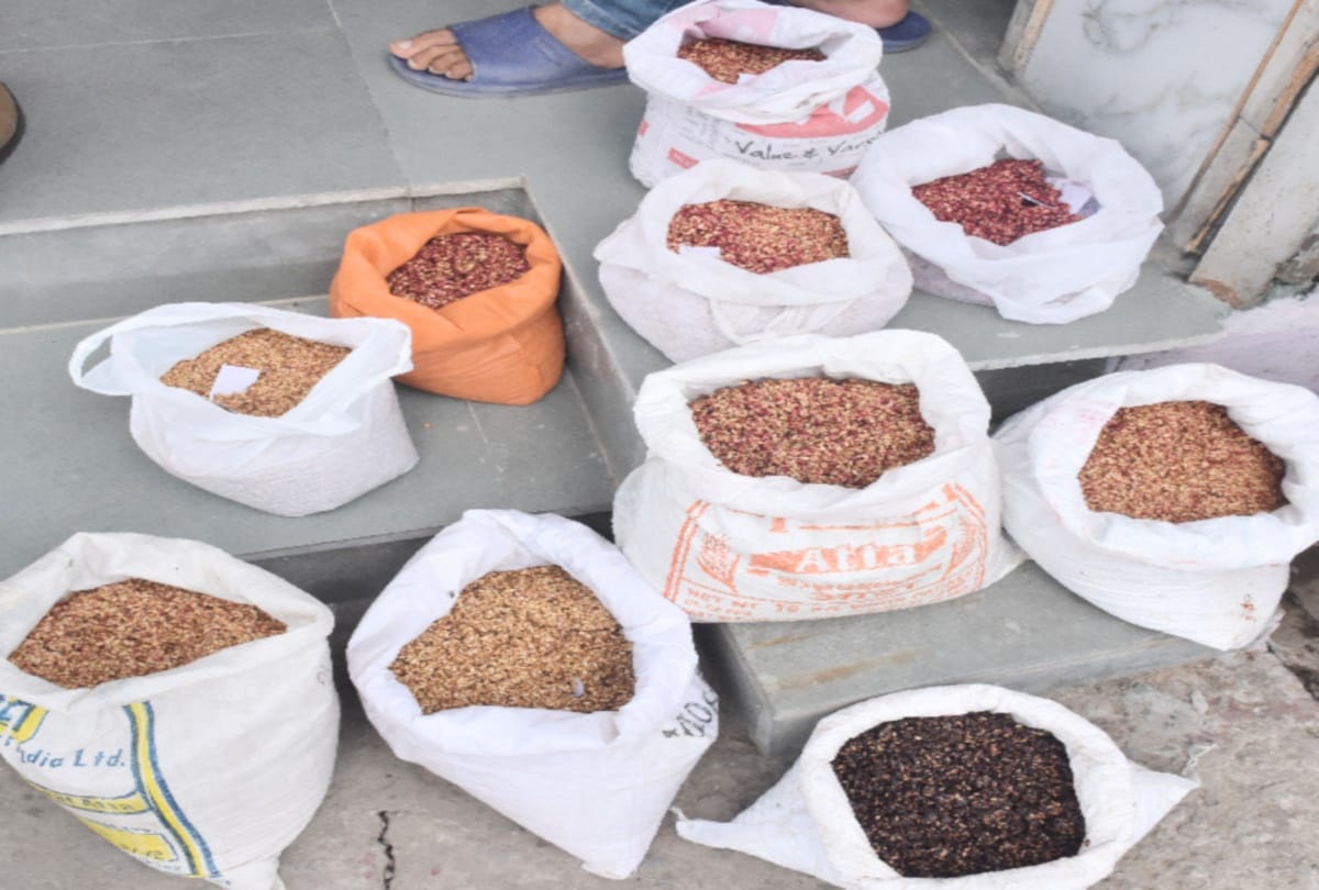 Imports from Pakistan ceased, increased demand for Shimla's pomegranate