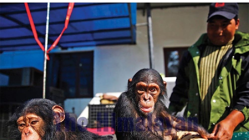 Baby Chimpanzees Case Reveals Nepal as a Trafficking Hot Spot