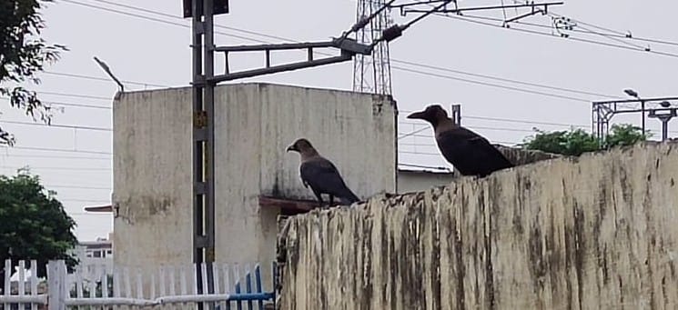 shradh paksh