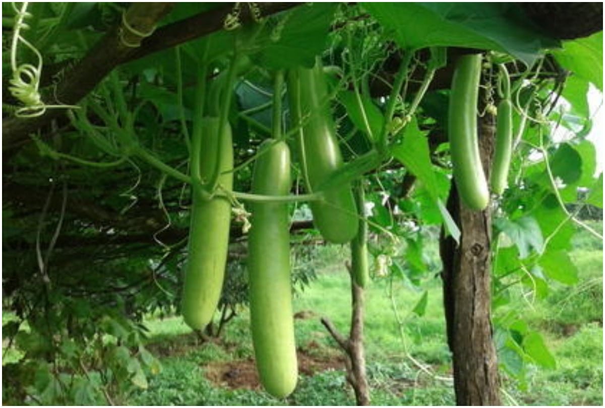 rate of green vegetables hiked In lucknow