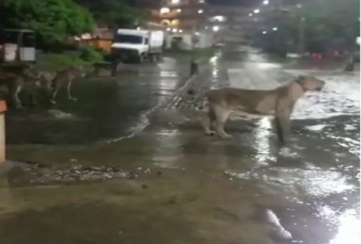 seven lions roaming on street in junagadh video gone viral on social media