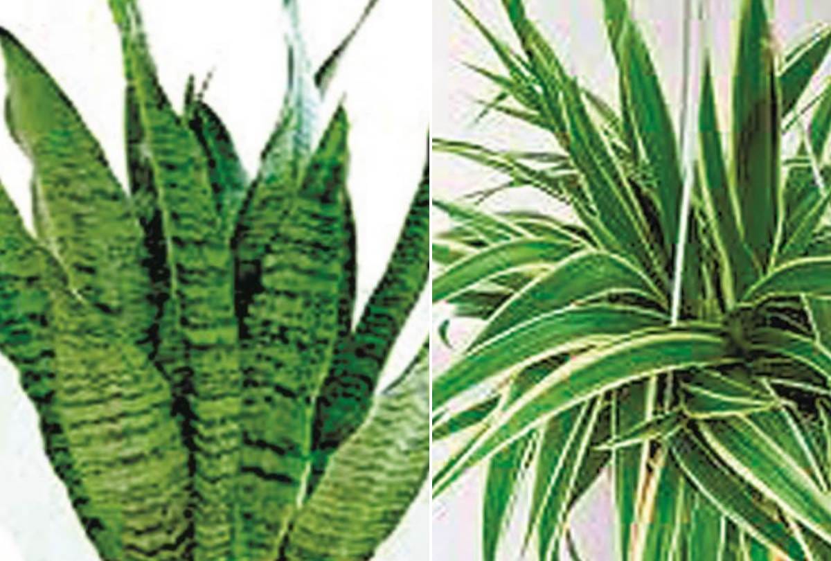 know about the utility of special plants