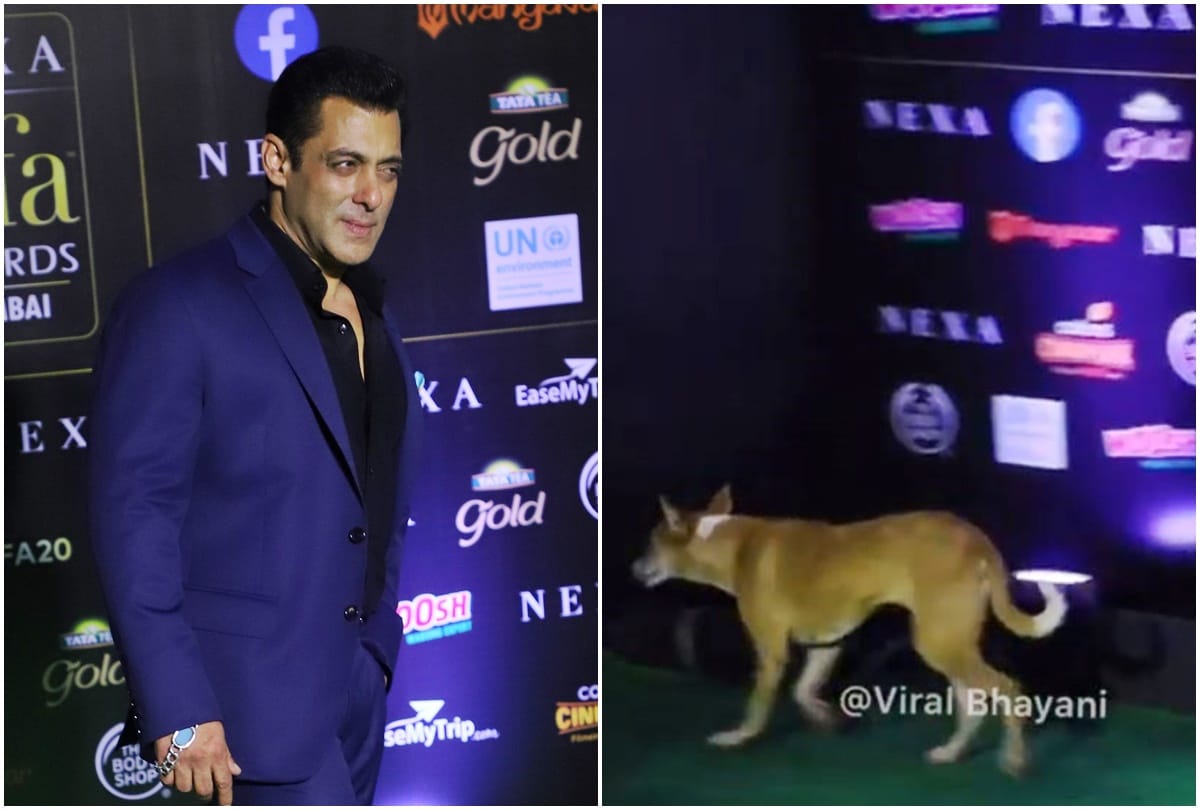 IIFA Awards 2019 salman Khan Viral Video with dog