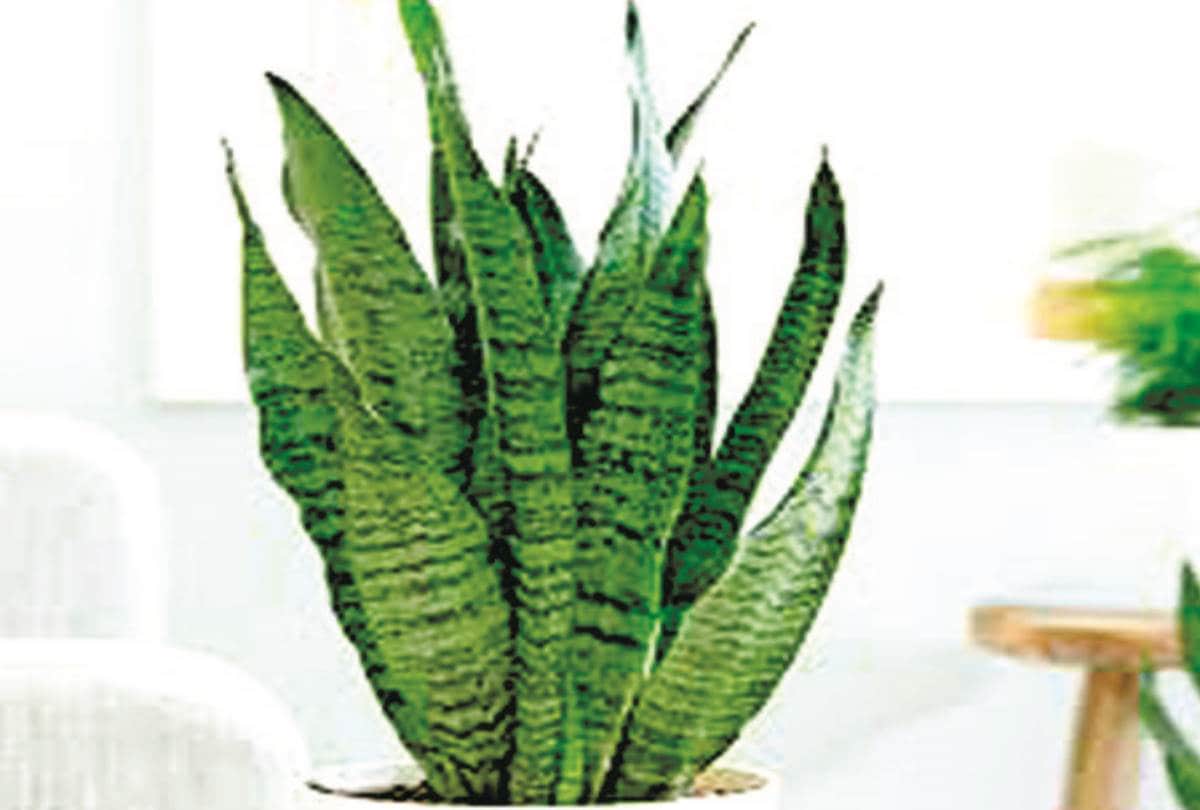 know about the utility of special plants