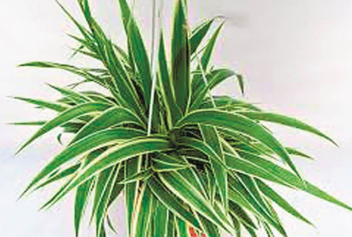 plants for pure oxygen in hindi