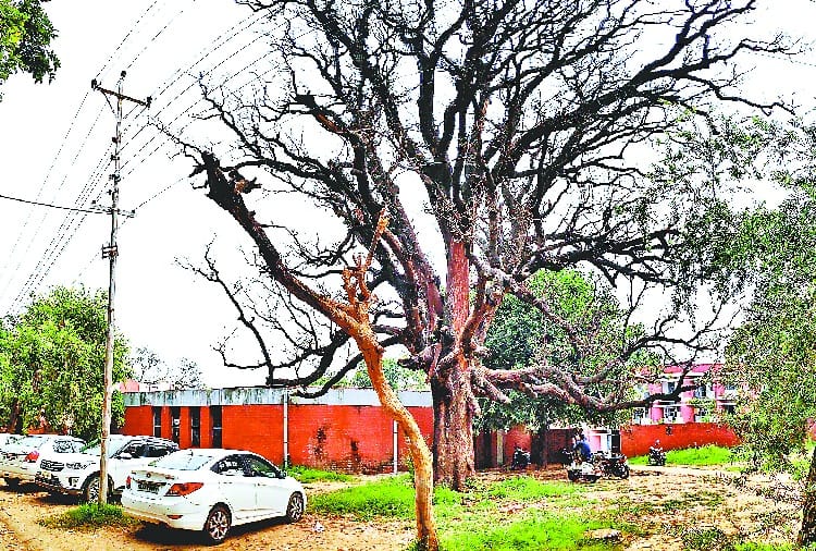 Trees Planted in Punjab University Going to Dry