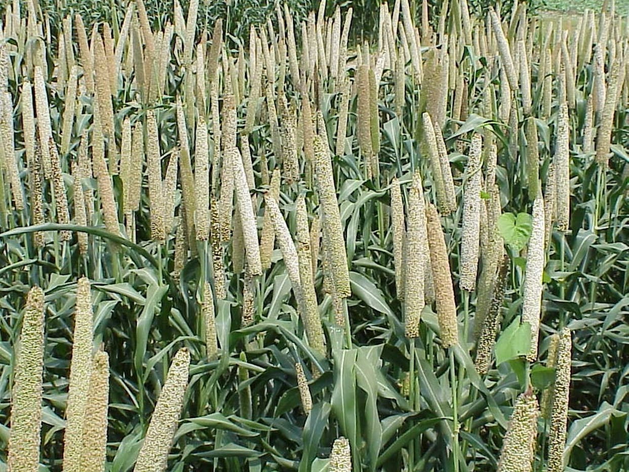 90 thousand farmer