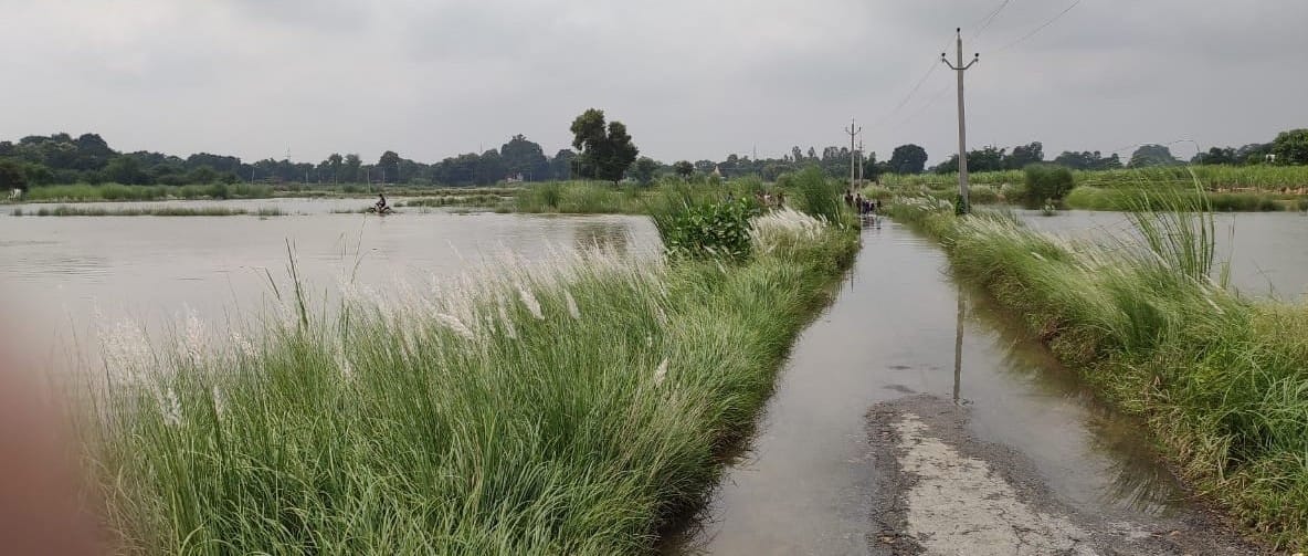 One hundred acres of crop drowned in the banks of Gomti