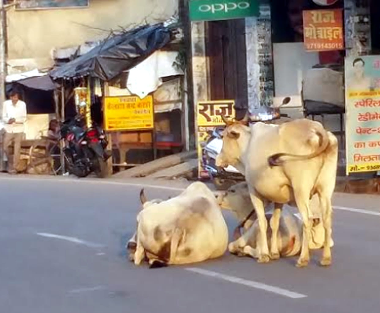 cow