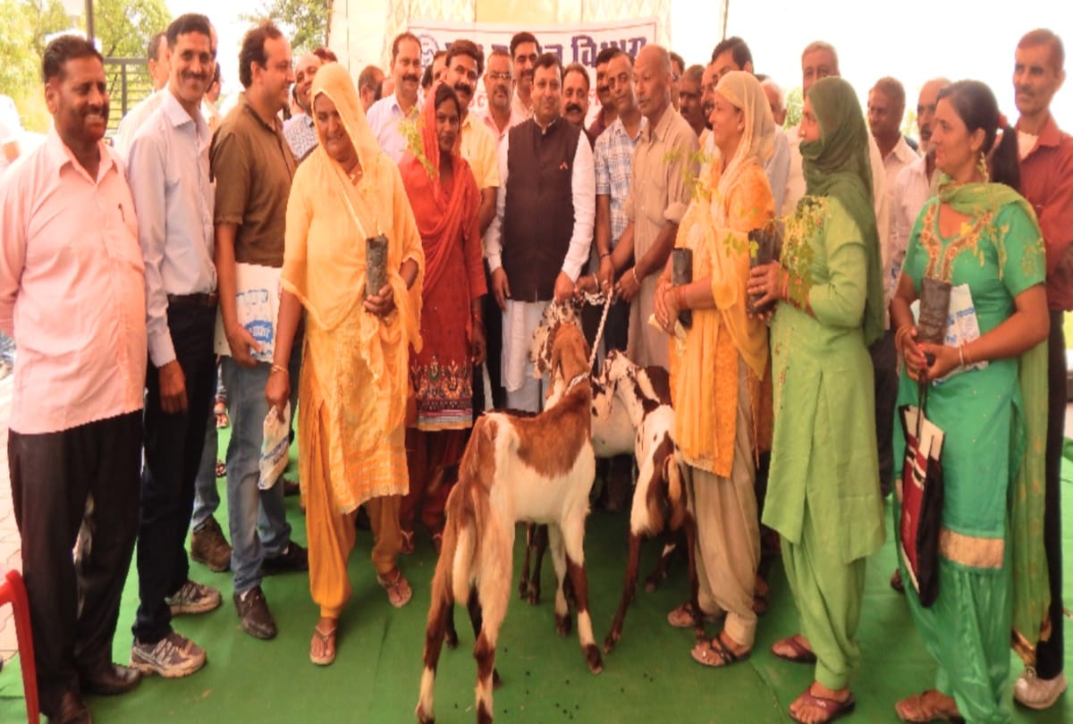 himachal Jairam govt will sell goat milk and cheese by branding it